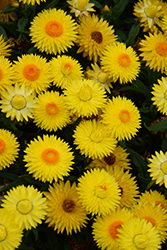 Cottage Lemon Strawflower (Bracteantha 'Wesbracole') at Lakeshore Garden Centres