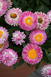 Cottage Pink Strawflower (Bracteantha 'Wesbracopi') at Lakeshore Garden Centres