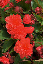 RiseUp Tangerine Extreme Begonia (Begonia 'Wesberitax') at Lakeshore Garden Centres