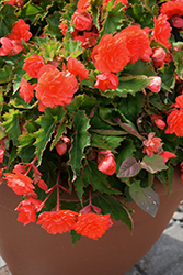 RiseUp Tangerine Extreme Begonia (Begonia 'Wesberitax') at Lakeshore Garden Centres