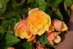 RiseUp Sunkissed Yellow Begonia (Begonia 'Wesberisuye') at Lakeshore Garden Centres