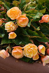 RiseUp Sunkissed Yellow Begonia (Begonia 'Wesberisuye') at Lakeshore Garden Centres