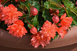 RiseUp Salmon Chiffon Begonia (Begonia 'Wesberisachi') at Lakeshore Garden Centres
