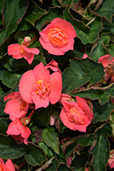 RiseUp Flamingo Dream Begonia (Begonia 'Wesberifladre') at Lakeshore Garden Centres