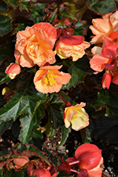 RiseUp Aloha Gold Begonia (Begonia 'Wesberialgo') at Lakeshore Garden Centres