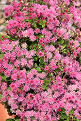 Bumble Rose Flossflower (Ageratum 'Wesagburo') at Lakeshore Garden Centres