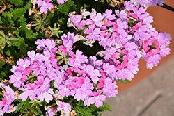 Lanai Upright Twister Watercolor Verbena (Verbena 'Lanai Upright Twister Watercolor') at Lakeshore Garden Centres