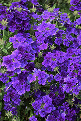 Lanai Upright True Blue Verbena (Verbena 'Lanai Upright True Blue') at Lakeshore Garden Centres