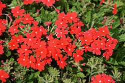 Lanai Upright Scarlet Verbena (Verbena 'Lanai Upright Scarlet') at Lakeshore Garden Centres