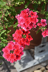 Lanai Strawberry Verbena (Verbena 'Lanai Strawberry') at Lakeshore Garden Centres