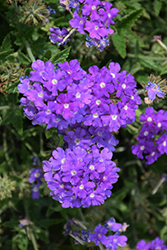 Lanai Sky Blue Verbena (Verbena 'Lanai Sky Blue') at Lakeshore Garden Centres