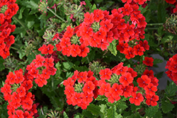 Lanai Scarlet Verbena (Verbena 'Lanai Scarlet') at Lakeshore Garden Centres
