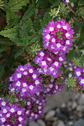 Lanai Cyclops Purple Verbena (Verbena 'Lanai Cyclops Purple') at Lakeshore Garden Centres