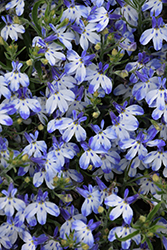 Hot Pretty Heaven Lobelia (Lobelia 'Hot Pretty Heaven') at Lakeshore Garden Centres