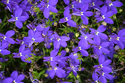 Hot Royal Blue Lobelia (Lobelia 'Weslorobl') at Lakeshore Garden Centres