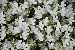 Hot Snow White Lobelia (Lobelia 'Hot Snow White') at Lakeshore Garden Centres