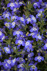 Hot Tiger Lobelia (Lobelia 'Wesloti') at Lakeshore Garden Centres