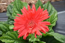 Flori Line Giant Coral Gerbera Daisy (Gerbera 'Giant Coral') at Lakeshore Garden Centres