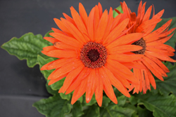 Flori Line Giant Orange Black Center Gerbera Daisy (Gerbera 'Giant Orange Black Center') at Lakeshore Garden Centres