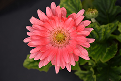 Flori Line Giant Pink Gerbera Daisy (Gerbera 'Giant Pink') at Lakeshore Garden Centres