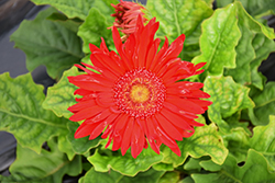 Flori Line Giant Red Gerbera Daisy (Gerbera 'Giant Red') at Lakeshore Garden Centres