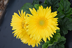 Flori Line Giant Yellow Gerbera Daisy (Gerbera 'Giant Yellow') at Lakeshore Garden Centres