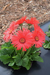Flori Line Maxi Coral Gerbera Daisy (Gerbera 'Maxi Coral') at Lakeshore Garden Centres