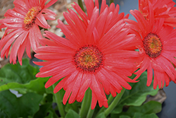 Flori Line Maxi Coral Gerbera Daisy (Gerbera 'Maxi Coral') at Lakeshore Garden Centres
