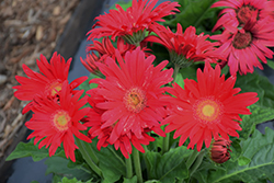 Flori Line Maxi Dark Purple Gerbera Daisy (Gerbera 'Maxi Dark Purple') at Lakeshore Garden Centres