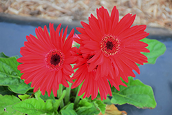 Flori Line Maxi Lilac Black Center Gerbera Daisy (Gerbera 'Maxi Lilac Black Center') at Lakeshore Garden Centres