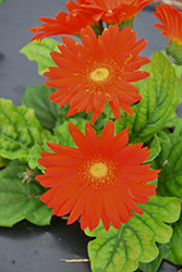 Flori Line Maxi Orange Gerbera Daisy (Gerbera 'Maxi Orange') at Lakeshore Garden Centres