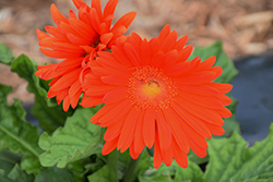 Flori Line Maxi Orange Gerbera Daisy (Gerbera 'Maxi Orange') at Lakeshore Garden Centres