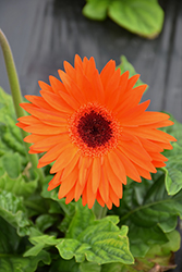 Flori Line Maxi Orange Black Center Gerbera Daisy (Gerbera 'Maxi Orange Black Center') at Lakeshore Garden Centres
