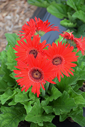Flori Line Maxi Red Black Center Gerbera Daisy (Gerbera 'Maxi Red Black Center') at Lakeshore Garden Centres