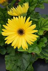 Flori Line Maxi Yellow Black Center Gerbera Daisy (Gerbera 'Maxi Yellow Black Center') at Lakeshore Garden Centres