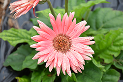 Floriline Midi Light Pink Dark Eye Gerbera Daisy (Gerbera 'Midi Light Pink Dark Eye') at Lakeshore Garden Centres