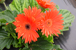 Floriline Midi Light Orange Black Center Gerbera Daisy (Gerbera 'Midi Light Orange Black Center') at Lakeshore Garden Centres