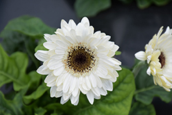 Majorette Bright White Dark Eye Gerbera Daisy (Gerbera 'Majorette Bright White Dark Eye') at Lakeshore Garden Centres