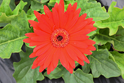 Majorette Red Dark Eye Gerbera Daisy (Gerbera 'Majorette Red Dark Eye') at Lakeshore Garden Centres