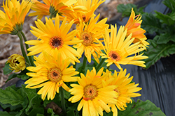 Majorette Yellow Dark Eye Gerbera Daisy (Gerbera 'Majorette Yellow Dark Eye') at Lakeshore Garden Centres