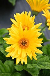 Majorette Yellow Dark Eye Gerbera Daisy (Gerbera 'Majorette Yellow Dark Eye') at Lakeshore Garden Centres