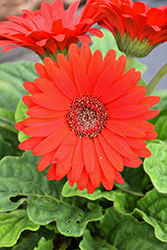 Bengal Red with Eye Gerbera Daisy (Gerbera 'Bengal Red with Eye') at Lakeshore Garden Centres