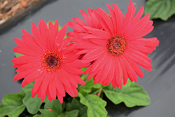 Bengal Rose with Eye Gerbera Daisy (Gerbera 'Bengal Rose with Eye') at Lakeshore Garden Centres
