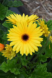 Bengal Yellow with Eye Gerbera Daisy (Gerbera 'Bengal Yellow with Eye') at Lakeshore Garden Centres