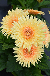 Cartwheel Chardonnay Gerbera Daisy (Gerbera 'Cartwheel Chardonnay') at Lakeshore Garden Centres