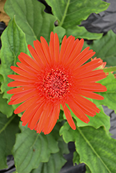 Cartwheel Glowing Ember Gerbera Daisy (Gerbera 'Cartwheel Glowing Ember') at Lakeshore Garden Centres