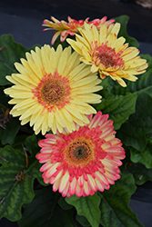 Cartwheel Strawberry Twist Gerbera Daisy (Gerbera 'Cartwheel Strawberry Twist') at Lakeshore Garden Centres