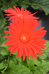 Elephant Scarlet Gerbera Daisy (Gerbera 'Elephant Scarlet') at Lakeshore Garden Centres