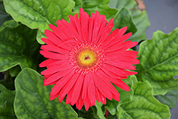 Jaguar Deep Rose Gerbera Daisy (Gerbera 'Jaguar Deep Rose') at Lakeshore Garden Centres