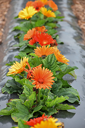 Jaguar Fire Gerbera Daisy (Gerbera 'Jaguar Fire') at Lakeshore Garden Centres